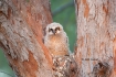 Birds-of-Prey;Bubo-virginianus;Great-Horned-Owl;Nest;Owl;chick;chicks;color-imag